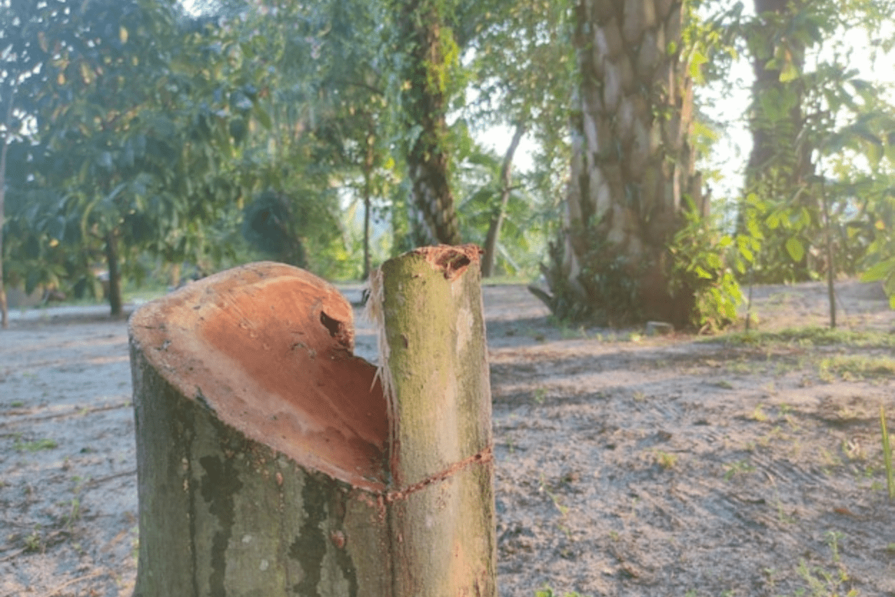 Our Services All Type Tree Service Waterloo, IL