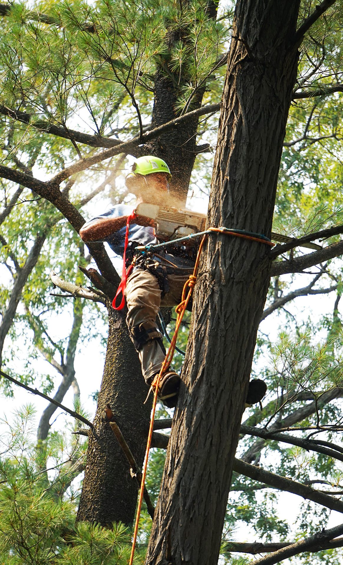 A man is cutting the tree with life line and holding